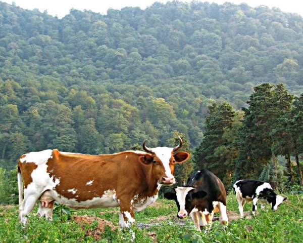 Корова на Поляне