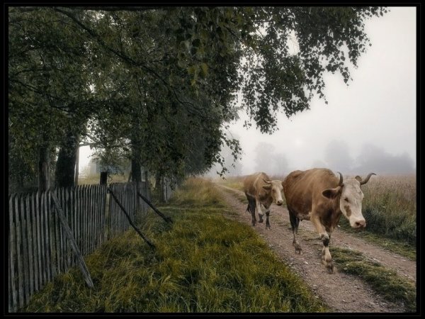 Стадо коров в деревне