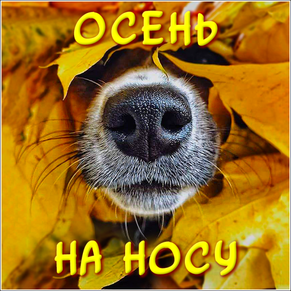 Собака с бабочкой на носу