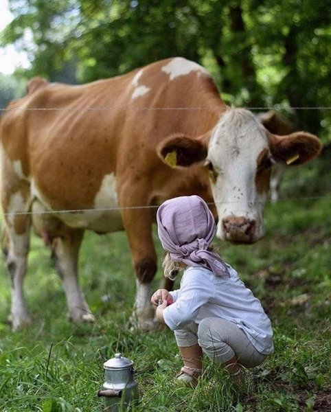 Деревенские животные
