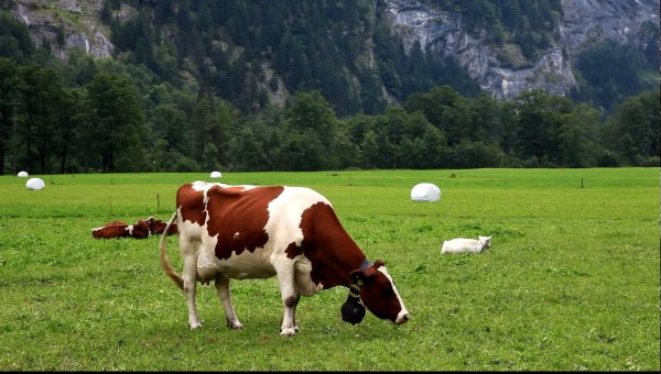 Альпийские коровы Швейцария