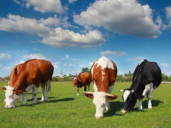 Коровы на лугу