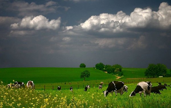 Коровы в поле