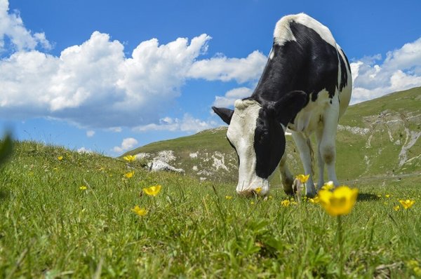 Красивые Луга с коровами