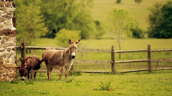 Домашние животные в деревне
