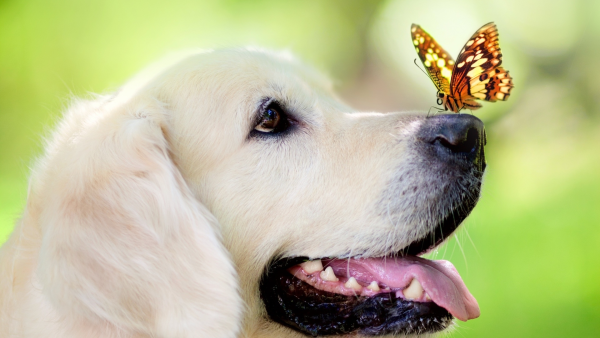 Открытки о лете