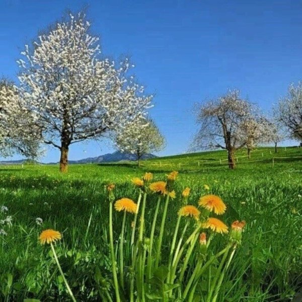 Май природа