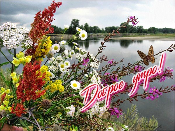 Россия просторы Березки реки