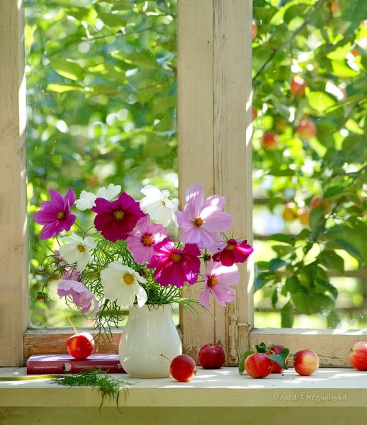 Летние цветы на окне