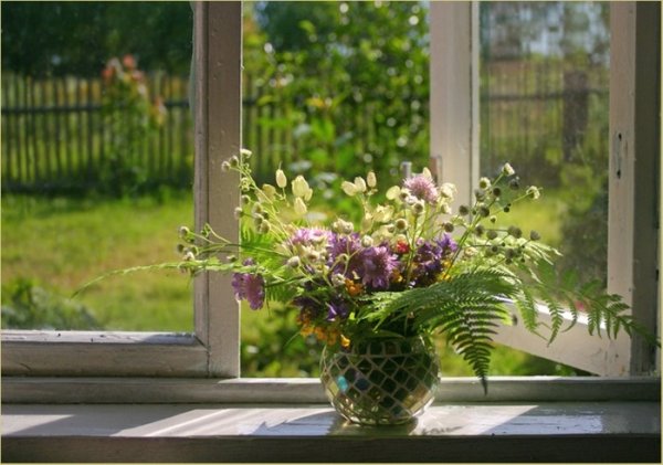 Цветы на подоконнике летом
