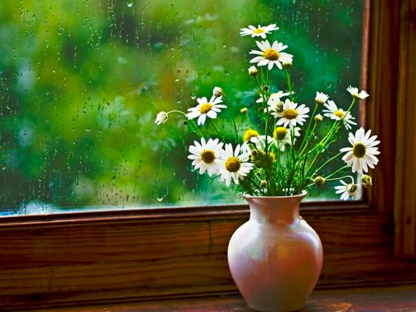 Цветы на фоне окна