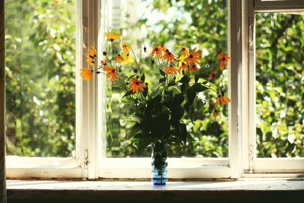 Ромашки на открытом окне