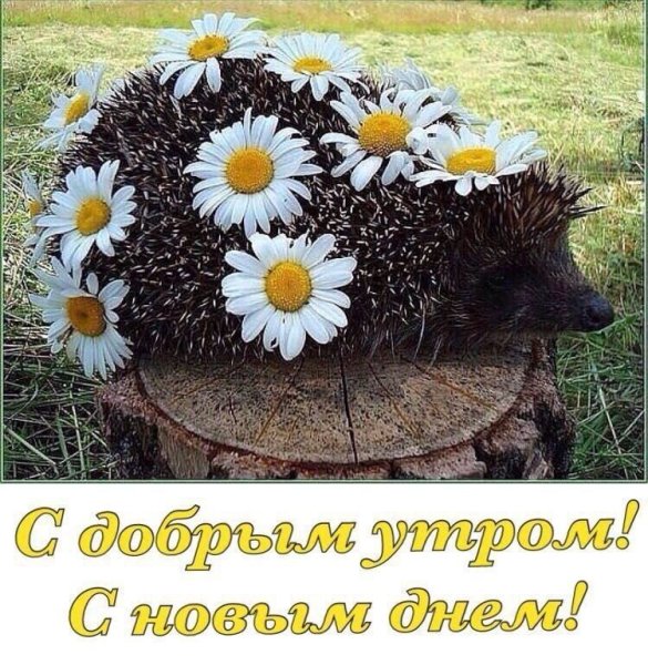 С добры м суббоьним утрои