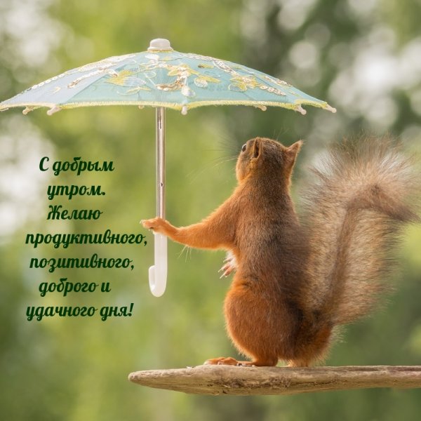 Летний дождь картинки