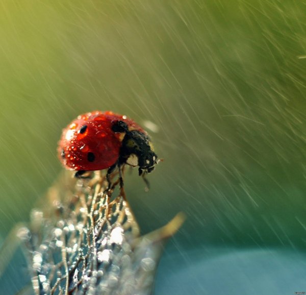 Хорошего дня лето дождь