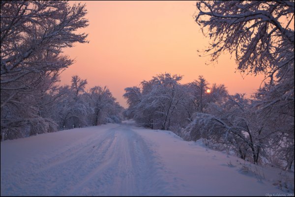 Лес в декабре