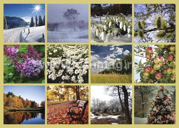 Снегири зимой на снегу