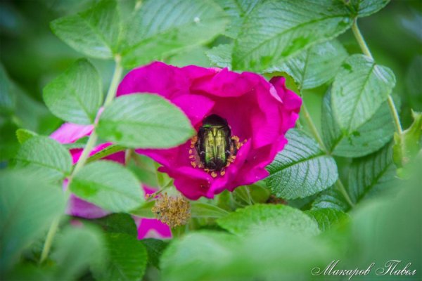 Открытки лето уходит