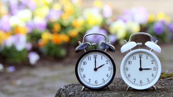 Цветочные часы растения