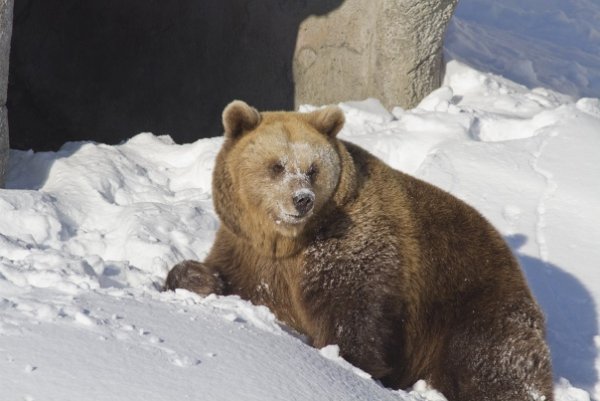 Медведь зимой для детей