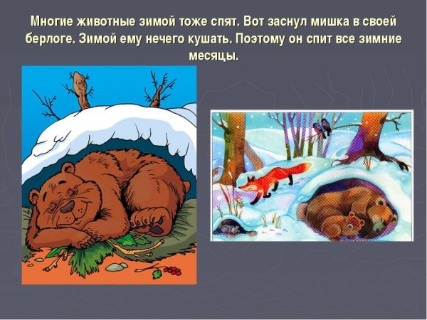 Медвежонок в берлоге