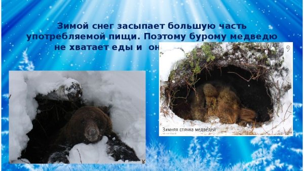 Медведь спит зимой