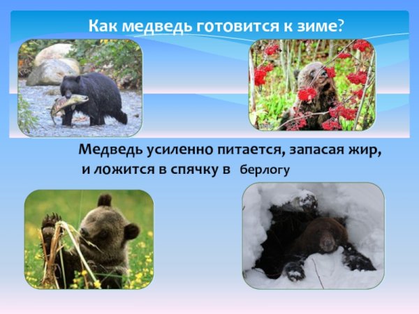 Кам медведь готовится к зиме