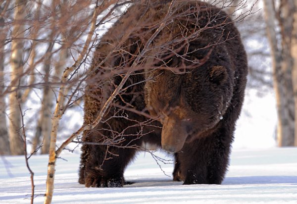 Медведь из берлоги