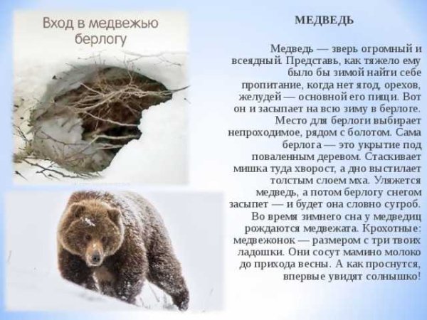 Как зимует медведь