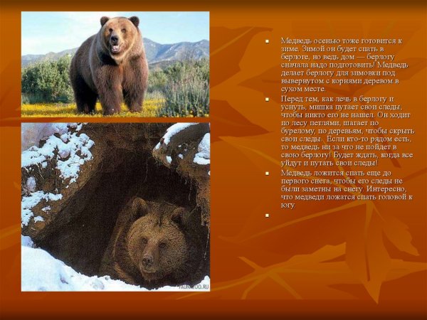 Как медведь готовится к зиме