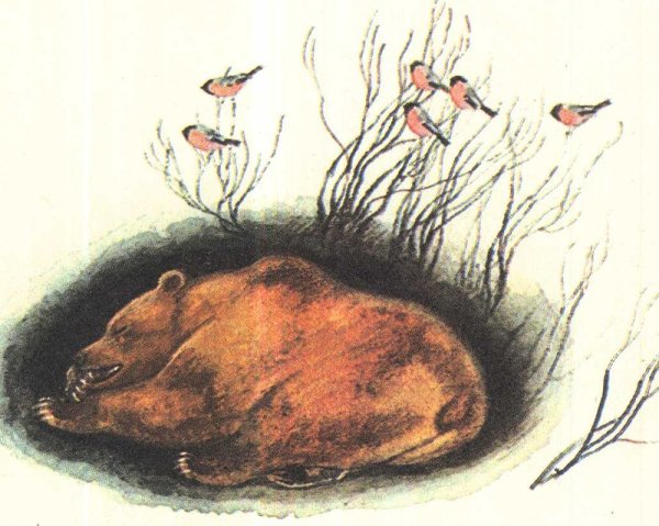 Спящий медведь в берлоге