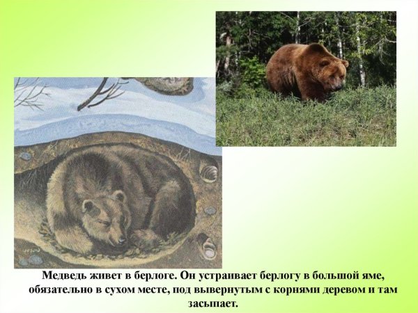 Медведь живет в берлоге