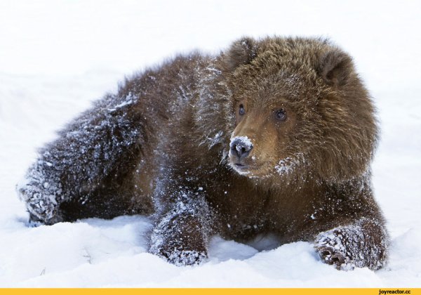Медведь в снегу