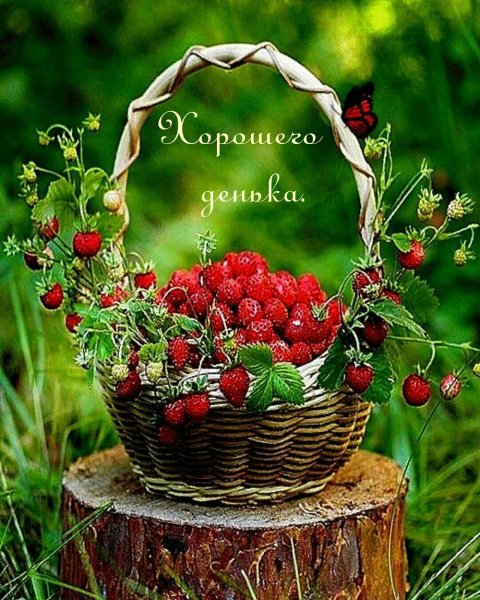 Лето ягоды цветы