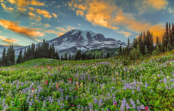 Природи лето Поляна горы