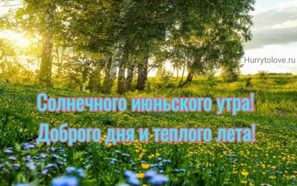 Цветы и солнце