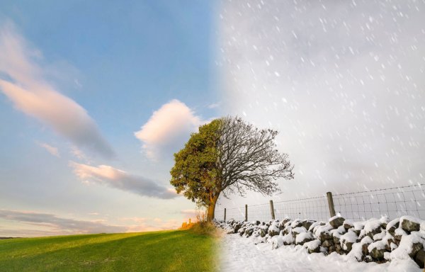 Дерево сезонов