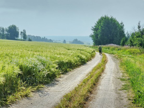 Сельская дорога