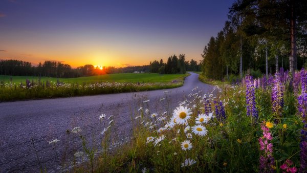 Трава и небо