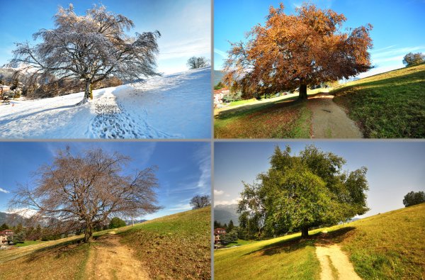 Лето признаки лета