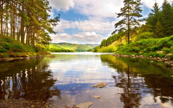 Лес поле река