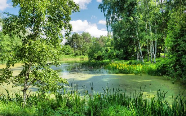 Березовая роща Тутаев