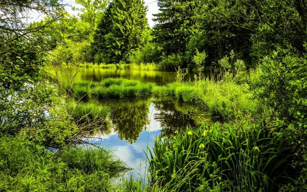 Пейзаж с речкой