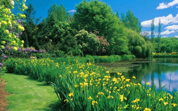 Цветы в саду