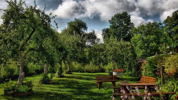 Рододендрон аллея