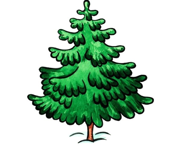 Ель дерево