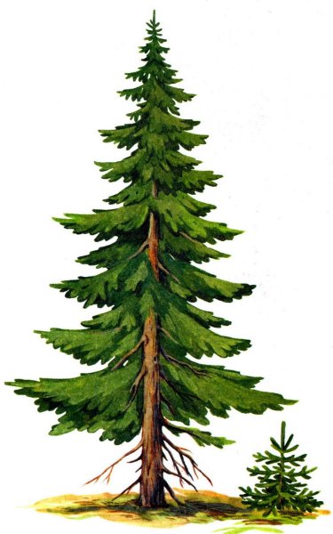 Ель рисунок