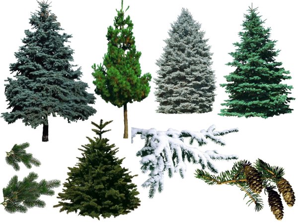 Лиственные деревья для детей