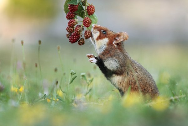 Котятки на природе