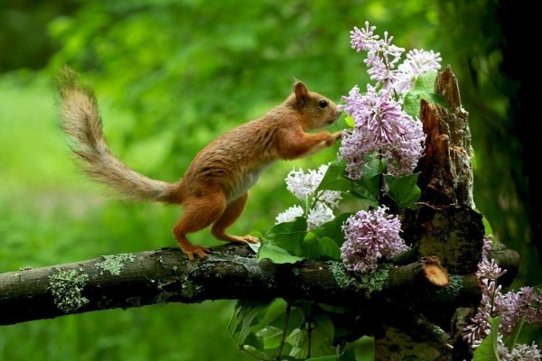 Природа и животные